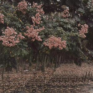 日本久久综合网
